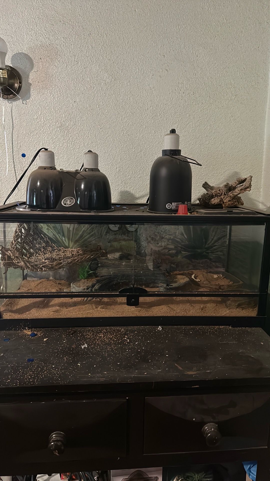 Bearded dragon tank