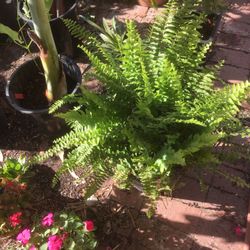 $6 boston fern in 5 gallon