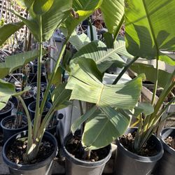 Jumbo Birds Of Paradise