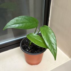 Epipremnum Pinnatum Indoor Plant 
