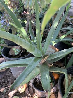 Aloe Vera plant