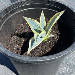 American Agave Succulent