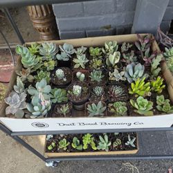 Succulents 