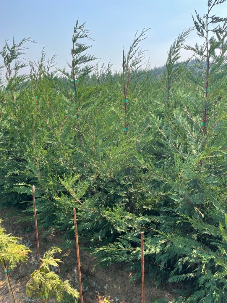 Leyland Cypress