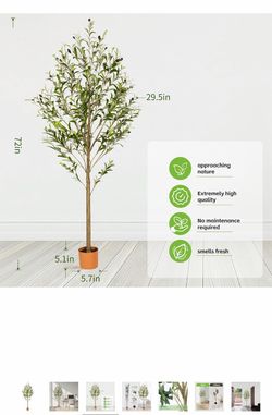 6 foot olive tree new in box