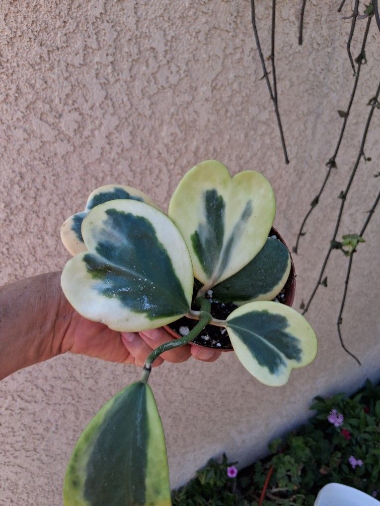 Variegated Hoya Kerri Plant $28