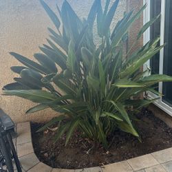 Giant Birds Of Paradise Plants