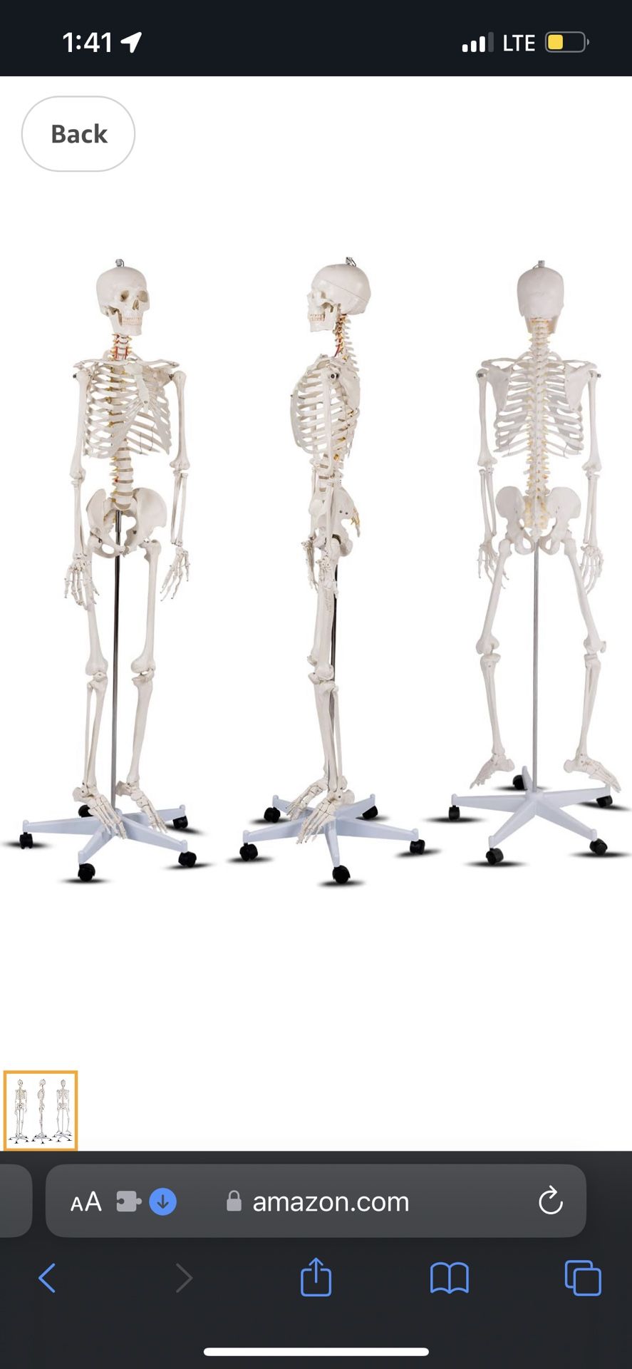 Anatomy Doctors Life Size Skeleton