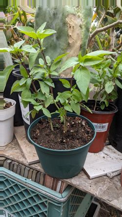 Sweet thai basil