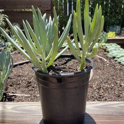 Succulents - Blue Senecio/Chalkstick