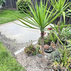 Yucca Plants