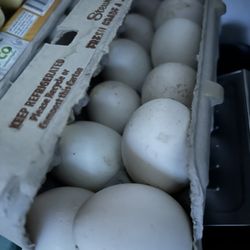 Fresh Duck Eggs