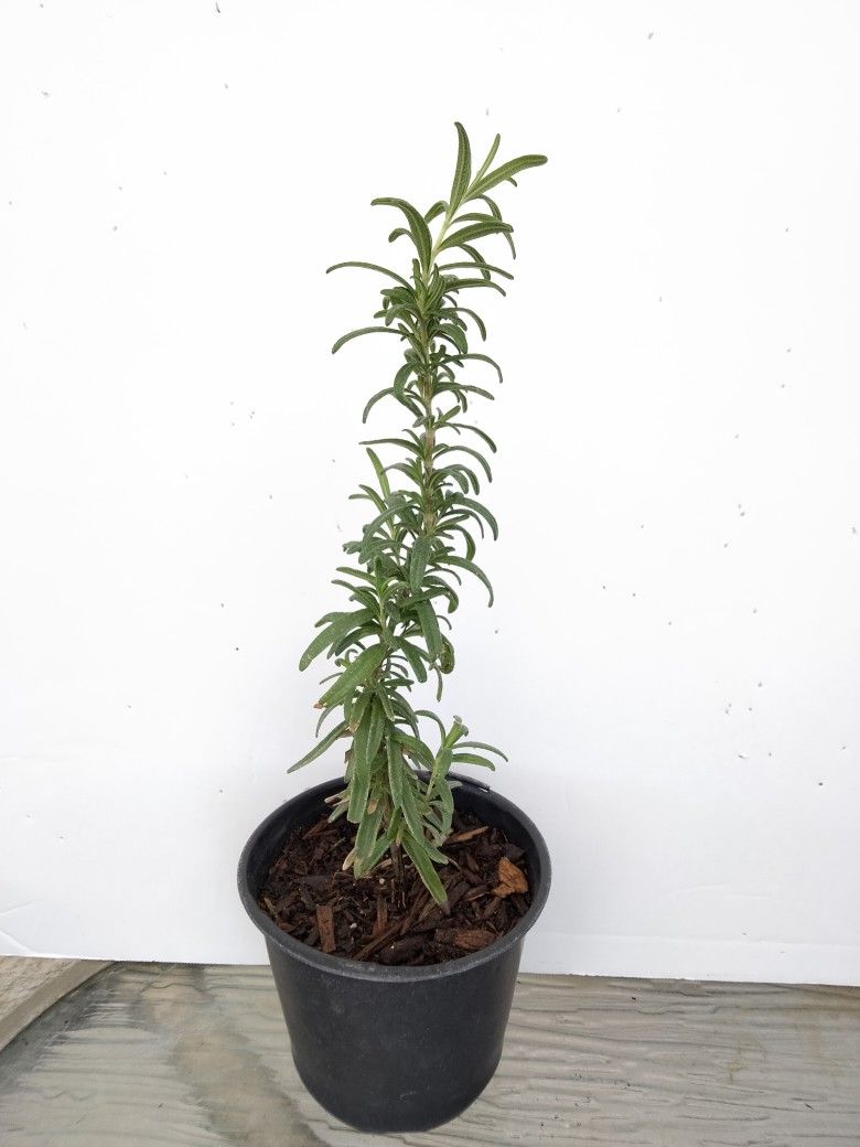 Organic Rosemary Plant 