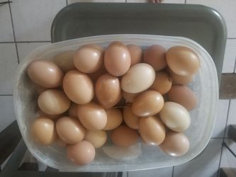 Free Range chicken eggs in Central Phx