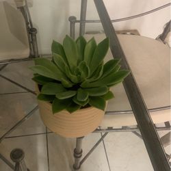 Succulent 