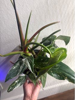 Philodendron White Wizard