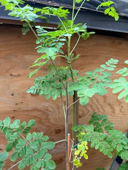 Moringa Trees In 5G 3 1/2 The Tall $35 Each