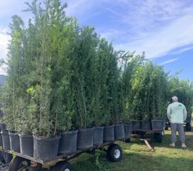 Podocarpus 8 ft tall!!