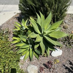 Agaves, Succulents, And More For Cheap!