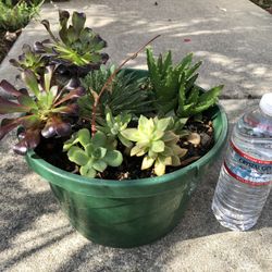 Succulent Arrangement (1)