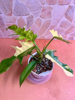 Philodendron Tortum 4” 🌿 Rare Tropical Collector Plant in PON