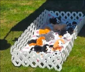 Puppy dog adoption birthday supplies
