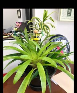 🌿🪴🌿 Bromelia 🌿🪴🌿