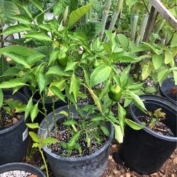 Chili