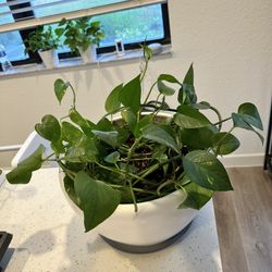 Potho Plant In clay Pot