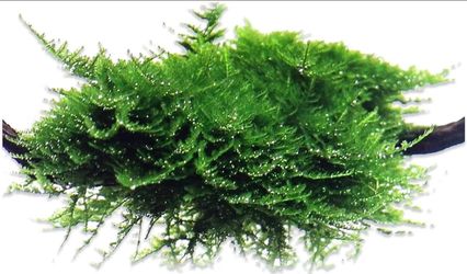 Christmas moss, Java moss