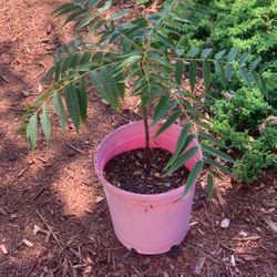Chinese Toona Tree 紅油香椿樹