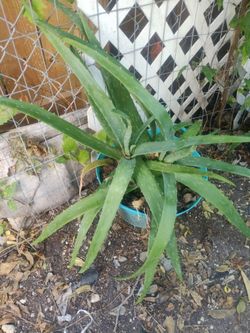 Aloe vera plants