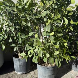 Plant Clusia 6-8”