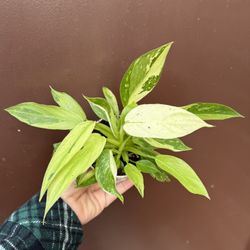 4” Philodendron Jose Buono 