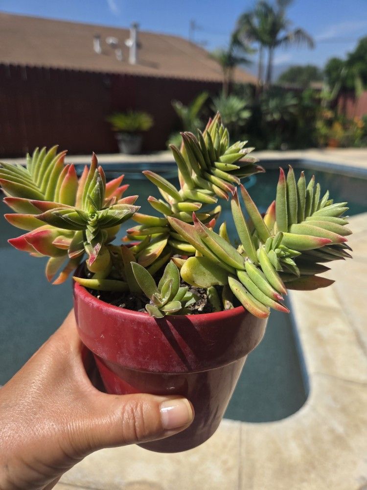 Red Pagoda Suculent Plant 4"