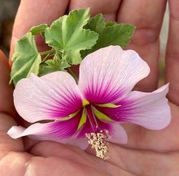 Mallow Tree Pre Bonsai Starter