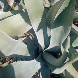 Super Large Agave Almost 6ft Tall