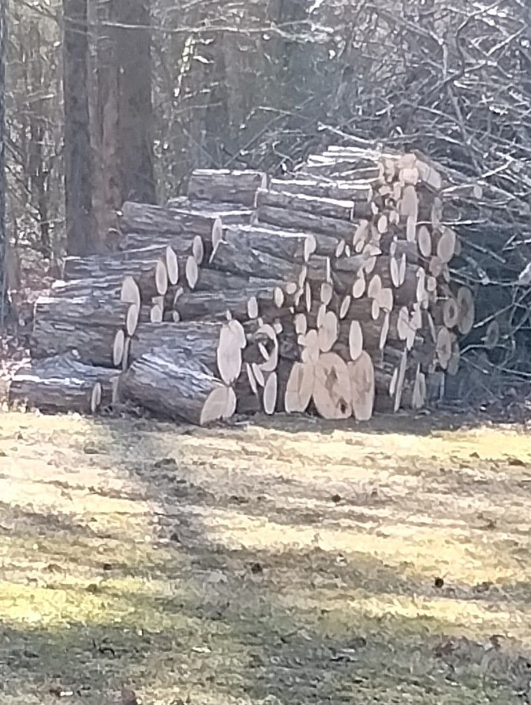 Firewood