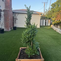 Boxwood Spiral Tree