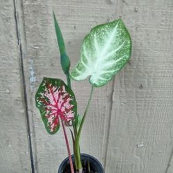 Caladium Planta 