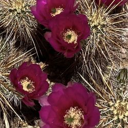 Hedgehog Cactus 