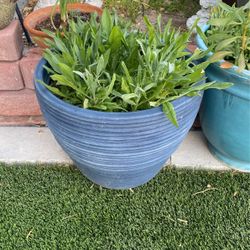 Beautiful Plants For Outside 