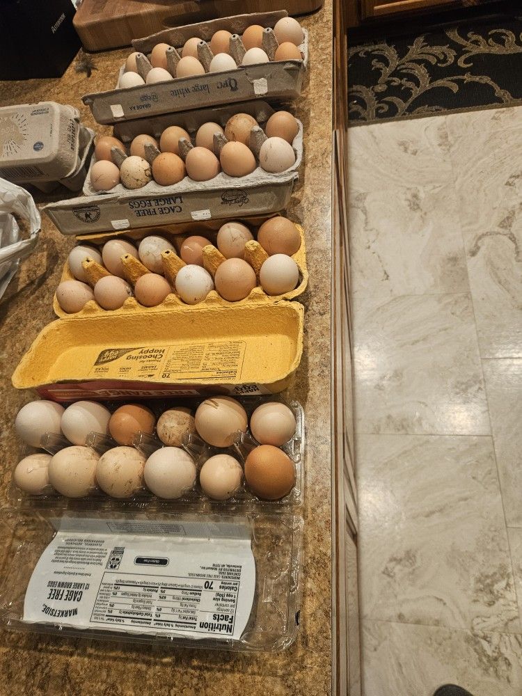 Free Range Eggs