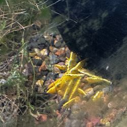 Live Neocaridina Shrimp - Golden Back Yellow