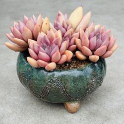 Succulents plants 🪴 （Graptoveria ruby donna）