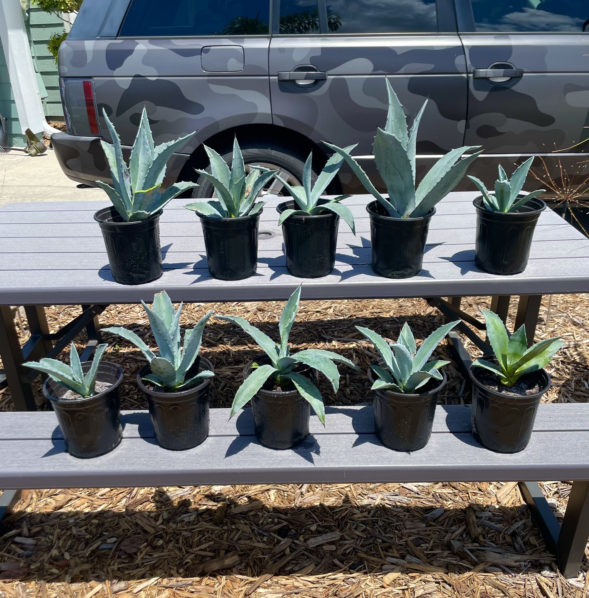 Blue Agave 1 Gallon- Beautiful & Fast Growing $15 Each Or 3 For $40