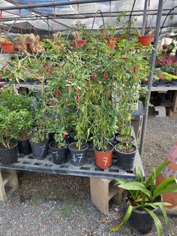 HUGE Chiles 1 Gallon 