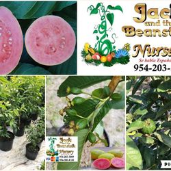 Ruby Supreme Guava Airlayered Trees 3gal Arboles De Guayaba Rosada Injertado 