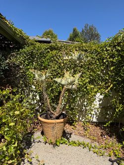 Huge Mature African Felt Plant / Kalanchoe Beharensis – 68” Tall