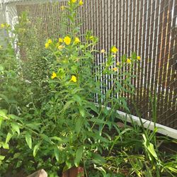 Evening Primrose 4 Ft Potted Plants